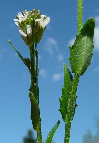 Pflanzenbild gross Gewöhnliche Rauhaar-Gänsekresse - Arabis hirsuta