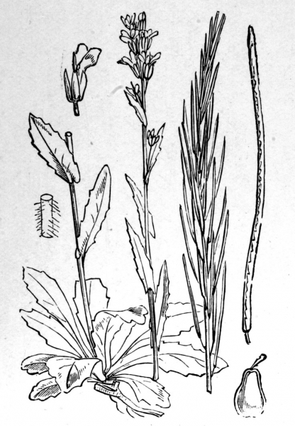 Pflanzenbild gross Gewöhnliche Rauhaar-Gänsekresse - Arabis hirsuta