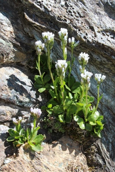 Pflanzenbild gross Bläuliche Gänsekresse - Arabis caerulea