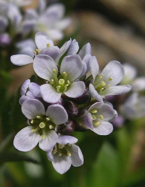 Pflanzenbild gross Bläuliche Gänsekresse - Arabis caerulea