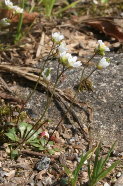Pflanzenbild gross Frühlings-Hungerblümchen - Erophila verna aggr.