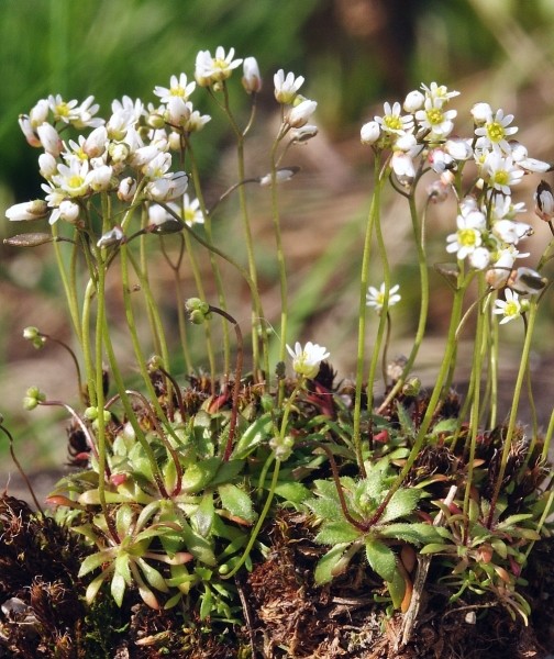 Pflanzenbild gross Frühlings-Hungerblümchen - Erophila verna aggr.