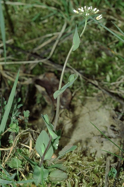 Pflanzenbild gross Stängelumfassendes Täschelkraut - Thlaspi perfoliatum