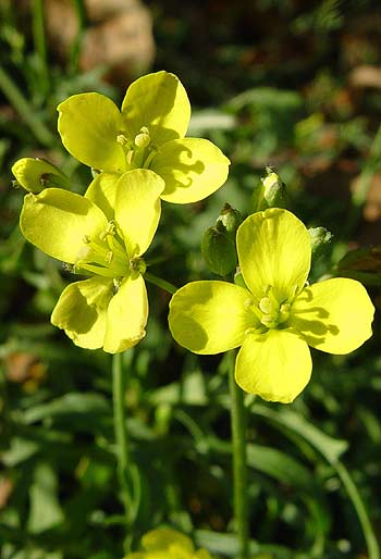 Pflanzenbild gross Schmalblättriger Doppelsame - Diplotaxis tenuifolia