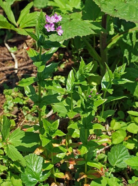 Pflanzenbild gross Quirlblättriges Weidenröschen - Epilobium alpestre