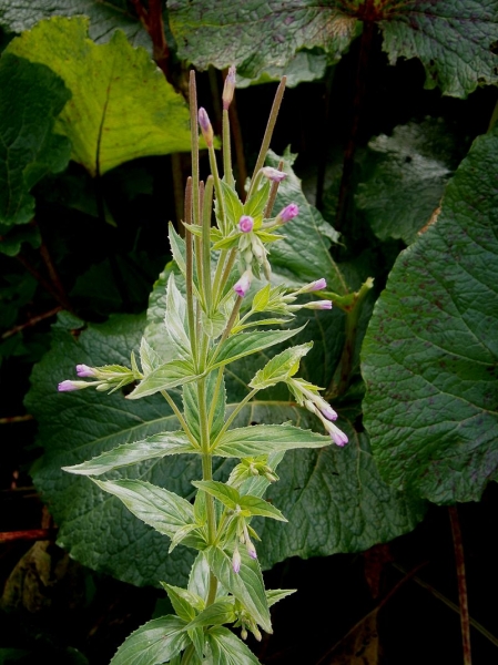 Pflanzenbild gross Quirlblättriges Weidenröschen - Epilobium alpestre