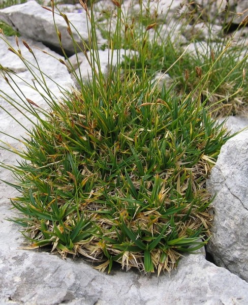 Pflanzenbild gross Polster-Segge - Carex firma