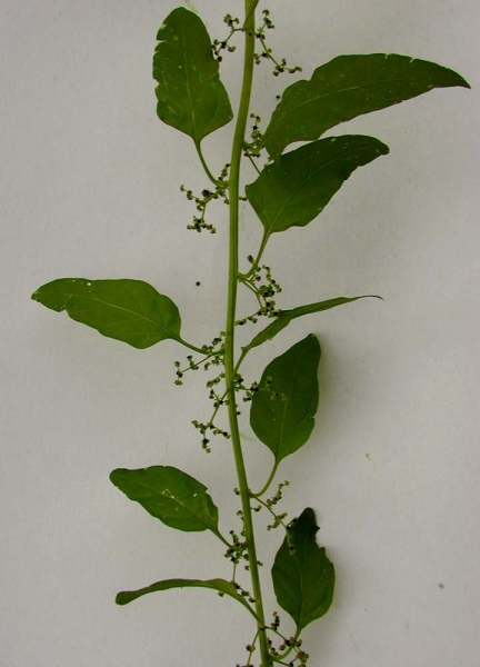 Pflanzenbild gross Vielsamiger Gänsefuss - Chenopodium polyspermum