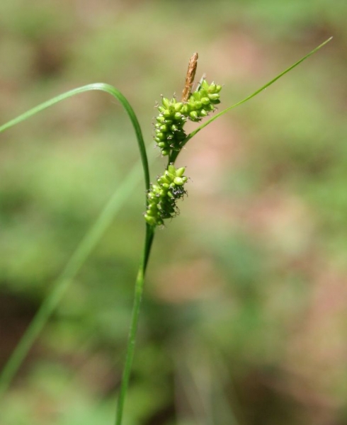 Pflanzenbild gross Bleiche Segge - Carex pallescens