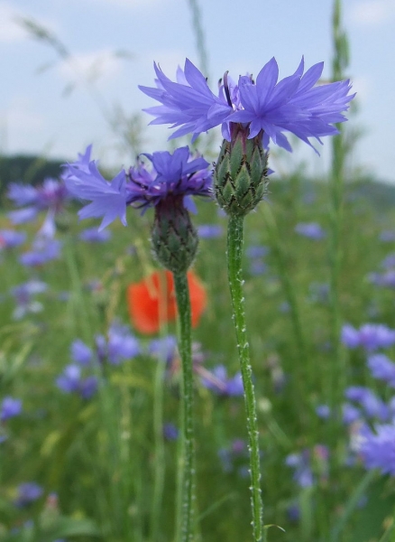 Pflanzenbild gross Kornblume - Centaurea cyanus