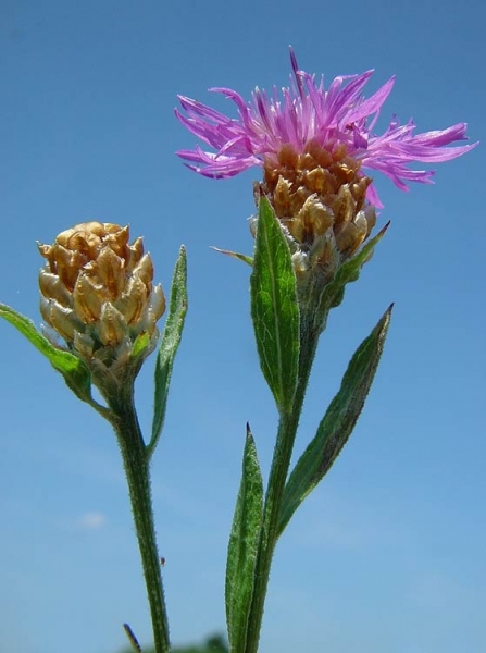 Pflanzenbild gross Wiesen-Flockenblume - Centaurea jacea
