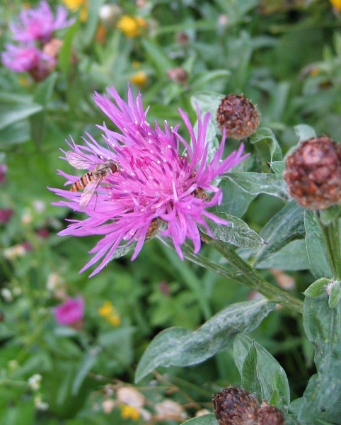 Pflanzenbild gross Wiesen-Flockenblume - Centaurea jacea
