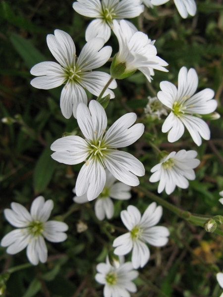 Pflanzenbild gross Acker-Hornkraut - Cerastium arvense