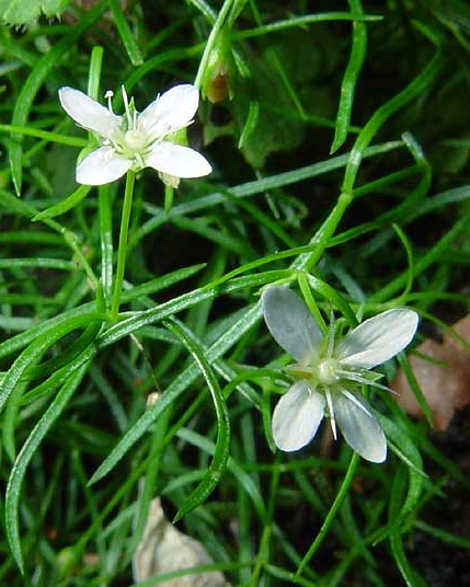 Pflanzenbild gross Moos-Nabelmiere - Moehringia muscosa