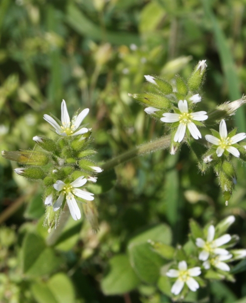 Pflanzenbild gross Knäuel-Hornkraut - Cerastium glomeratum
