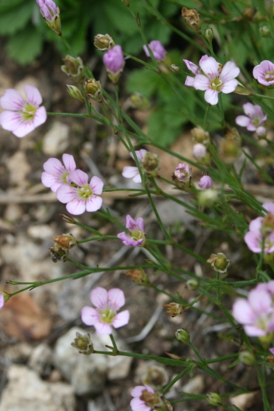 Pflanzenbild gross Steinbrech-Felsennelke - Petrorhagia saxifraga