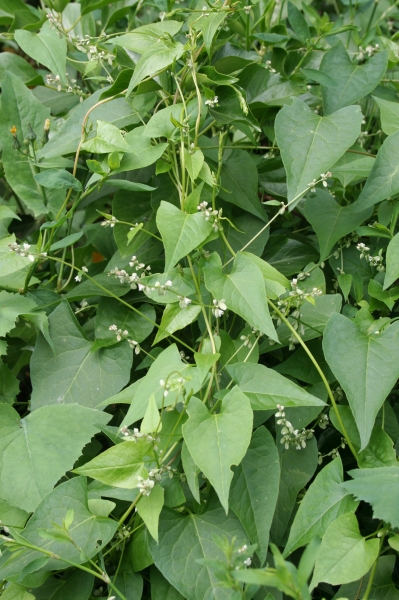 Pflanzenbild gross Gemeiner Windenknöterich - Fallopia convolvulus