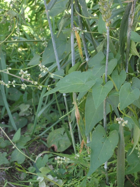 Pflanzenbild gross Gemeiner Windenknöterich - Fallopia convolvulus