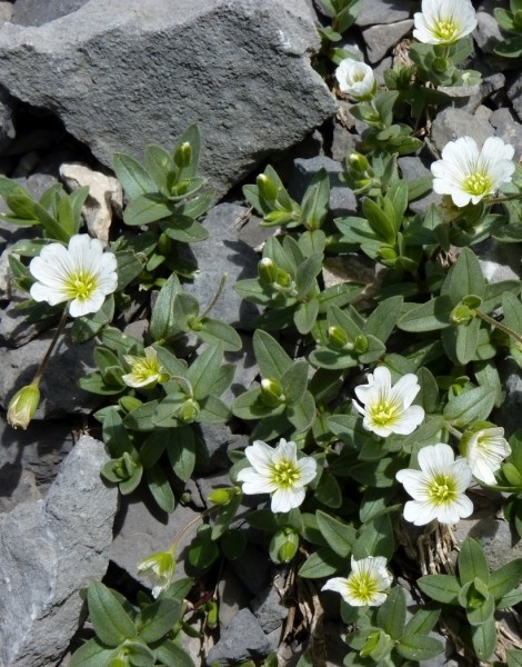 Pflanzenbild gross Breitblättriges Hornkraut - Cerastium latifolium