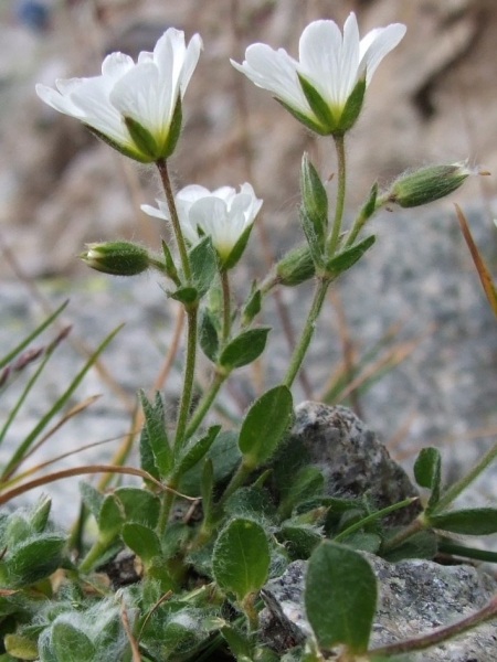 Pflanzenbild gross Einblütiges Hornkraut - Cerastium uniflorum
