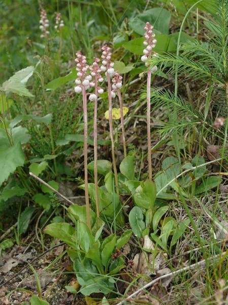 Pflanzenbild gross Kleines Wintergrün - Pyrola minor