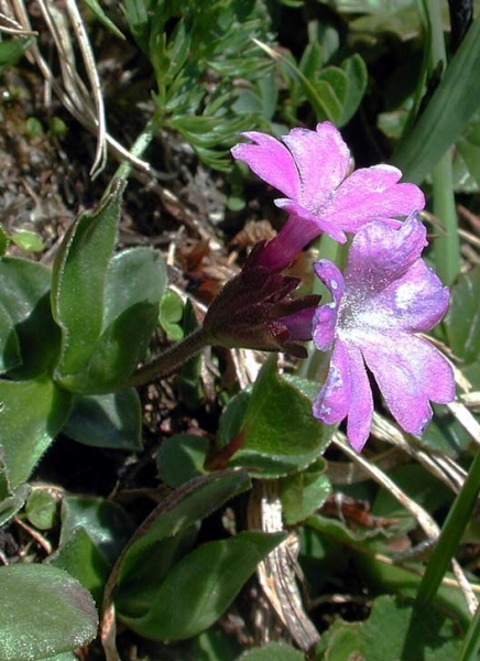 Pflanzenbild gross Ganzblättrige Primel - Primula integrifolia