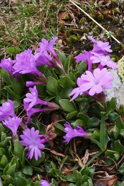 Pflanzenbild gross Ganzblättrige Primel - Primula integrifolia