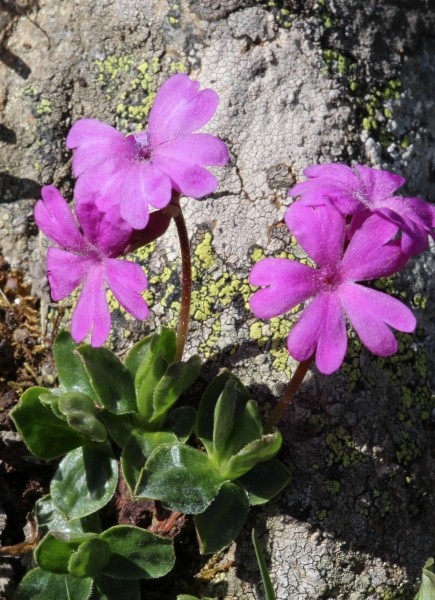 Pflanzenbild gross Ganzblättrige Primel - Primula integrifolia
