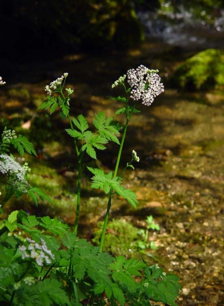 Pflanzenbild gross Gewöhnlicher Gebirgs-Kälberkropf - Chaerophyllum hirsutum