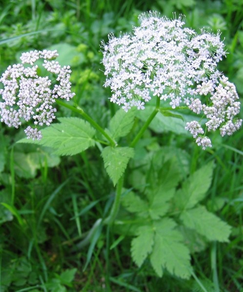 Pflanzenbild gross Gewöhnlicher Gebirgs-Kälberkropf - Chaerophyllum hirsutum