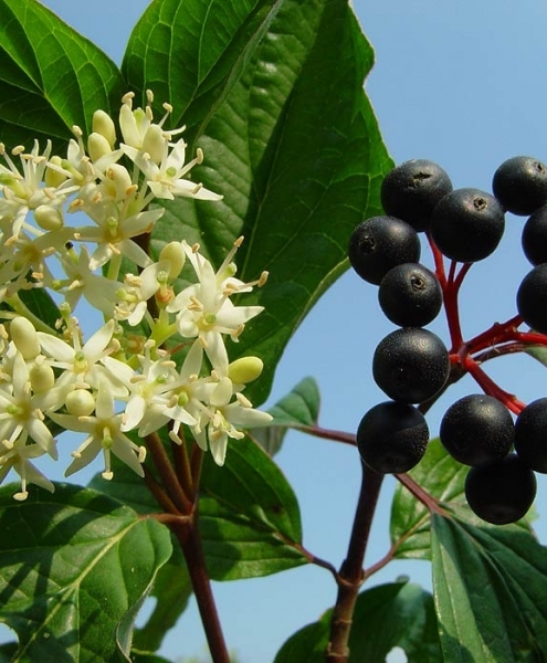 Pflanzenbild gross Hartriegel - Cornus sanguinea
