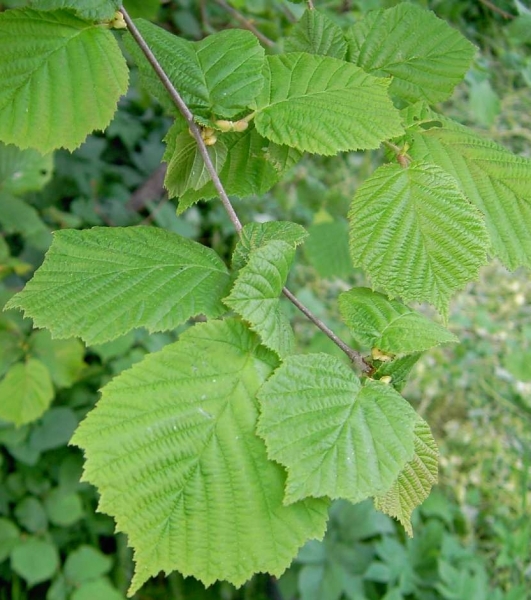 Pflanzenbild gross Haselstrauch - Corylus avellana
