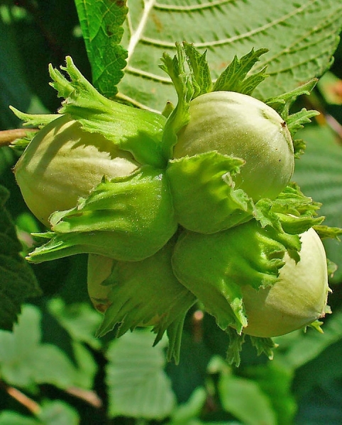 Pflanzenbild gross Haselstrauch - Corylus avellana