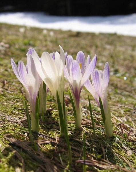 Pflanzenbild gross Frühlings-Krokus - Crocus albiflorus