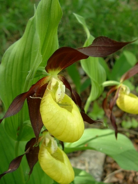 Pflanzenbild gross Frauenschuh - Cypripedium calceolus