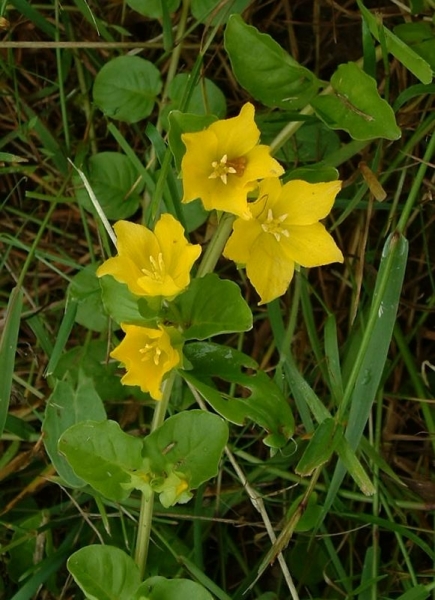 Pflanzenbild gross Pfennigkraut - Lysimachia nummularia