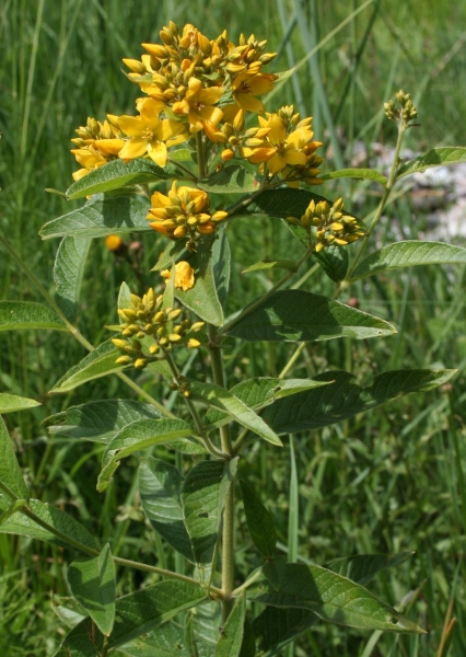 Pflanzenbild gross Gemeiner Gilbweiderich - Lysimachia vulgaris