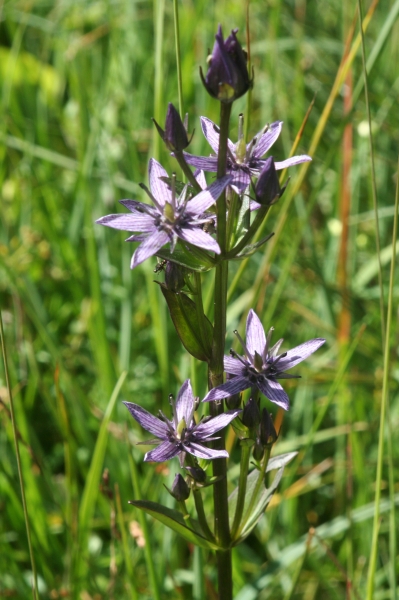 Pflanzenbild gross Moorenzian - Swertia perennis