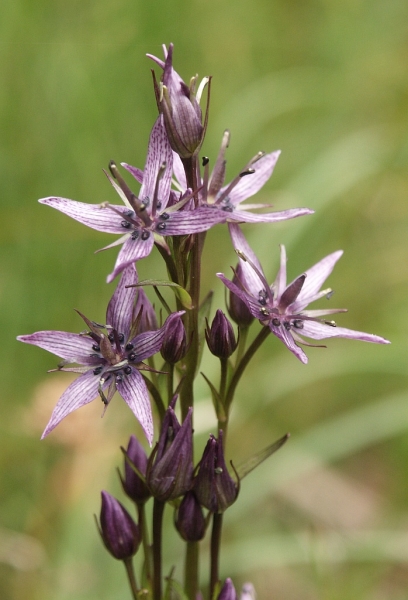 Pflanzenbild gross Moorenzian - Swertia perennis