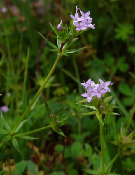 Pflanzenbild gross Ackerröte - Sherardia arvensis