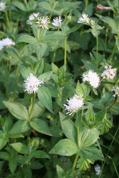 Pflanzenbild gross Turiner Waldmeister - Asperula taurina
