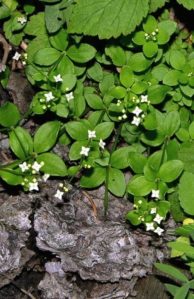 Pflanzenbild gross Rundblättriges Labkraut - Galium rotundifolium