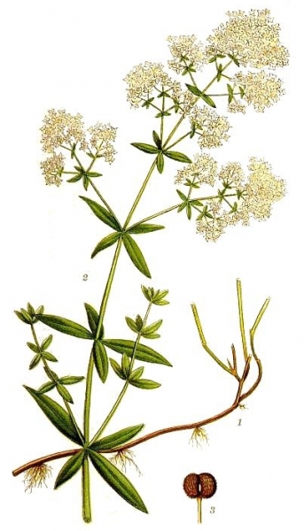 Pflanzenbild gross Nordisches Labkraut - Galium boreale