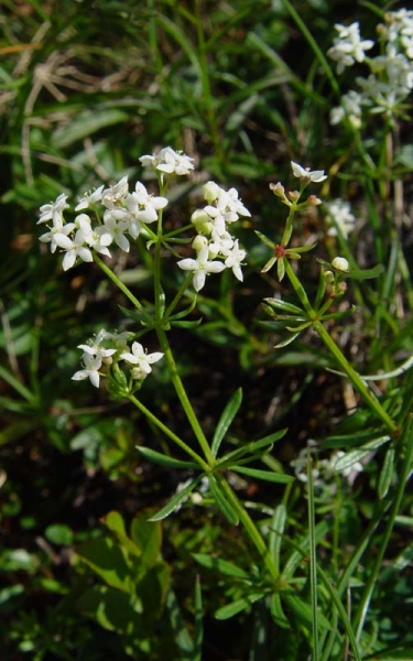 Pflanzenbild gross Glänzendes Labkraut - Galium lucidum