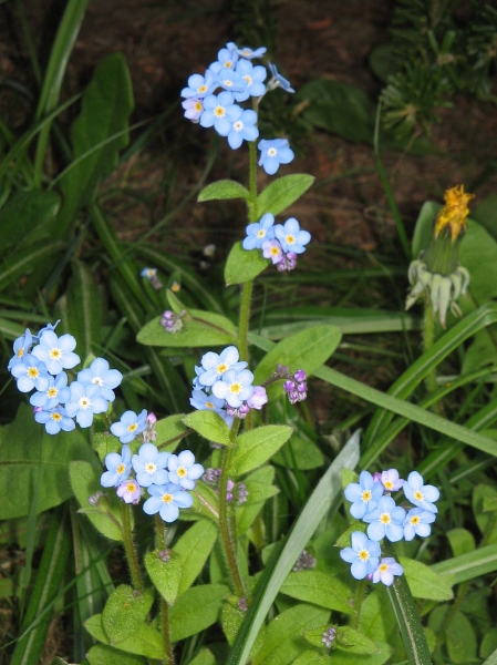 Pflanzenbild gross Wald-Vergissmeinnicht - Myosotis sylvatica