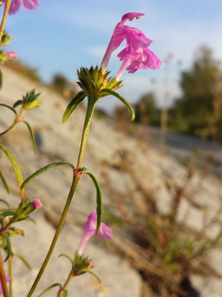 Pflanzenbild gross Schmalblättriger Hohlzahn - Galeopsis angustifolia