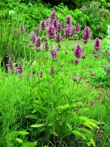 Pflanzenbild gross Echte Betonie - Stachys officinalis