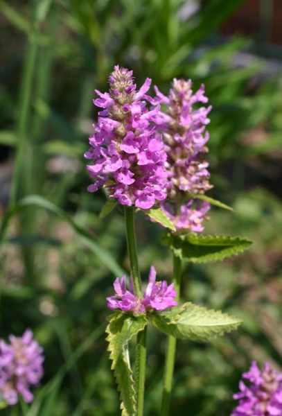 Pflanzenbild gross Echte Betonie - Stachys officinalis