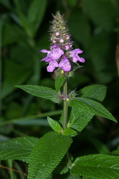 Pflanzenbild gross Sumpf-Ziest - Stachys palustris