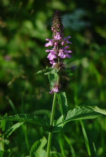 Pflanzenbild gross Sumpf-Ziest - Stachys palustris